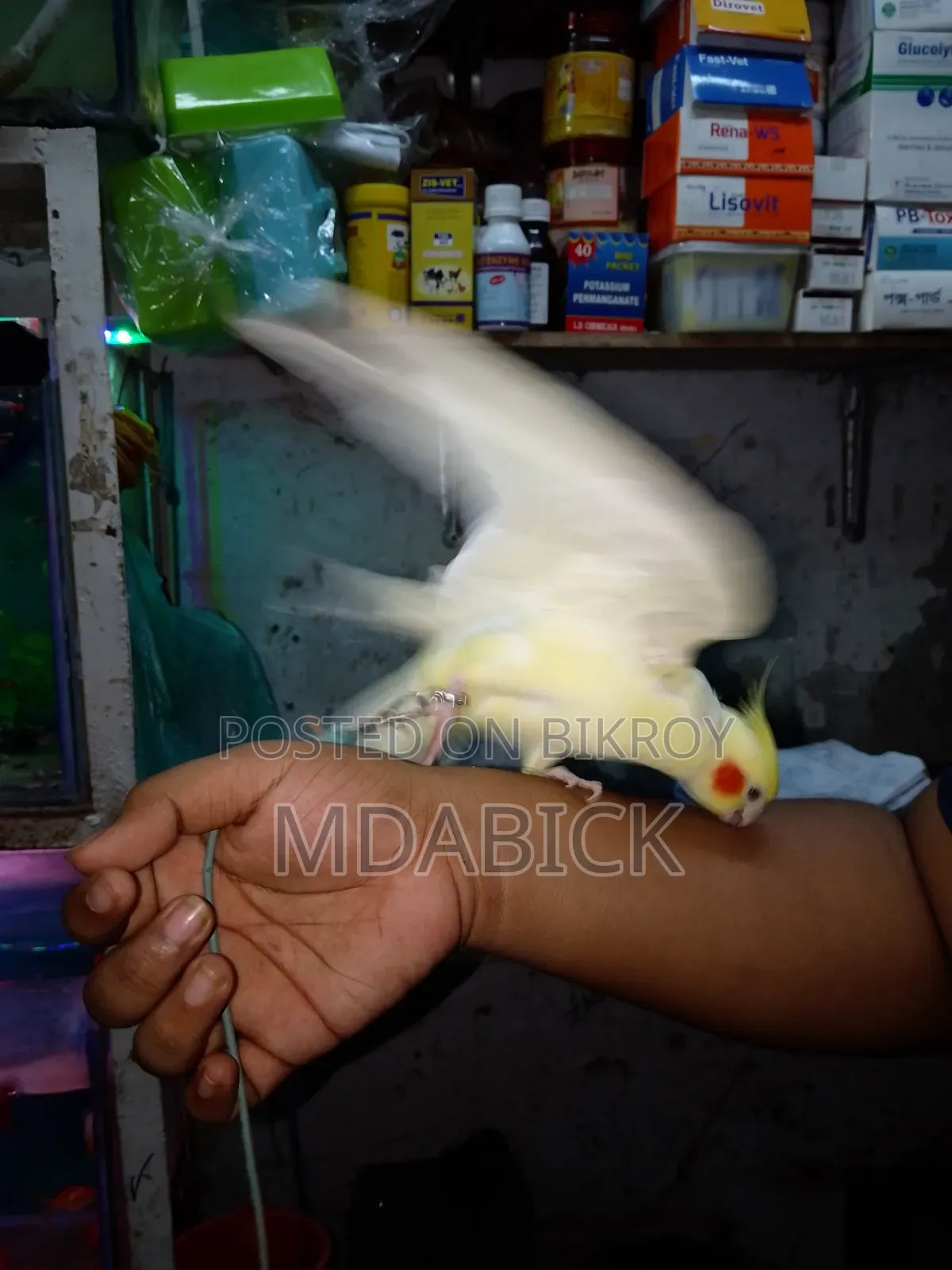 কোকাটেল পাখি