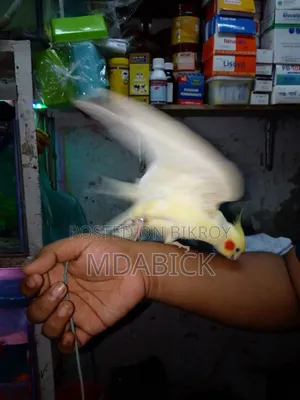 কোকাটেল পাখি