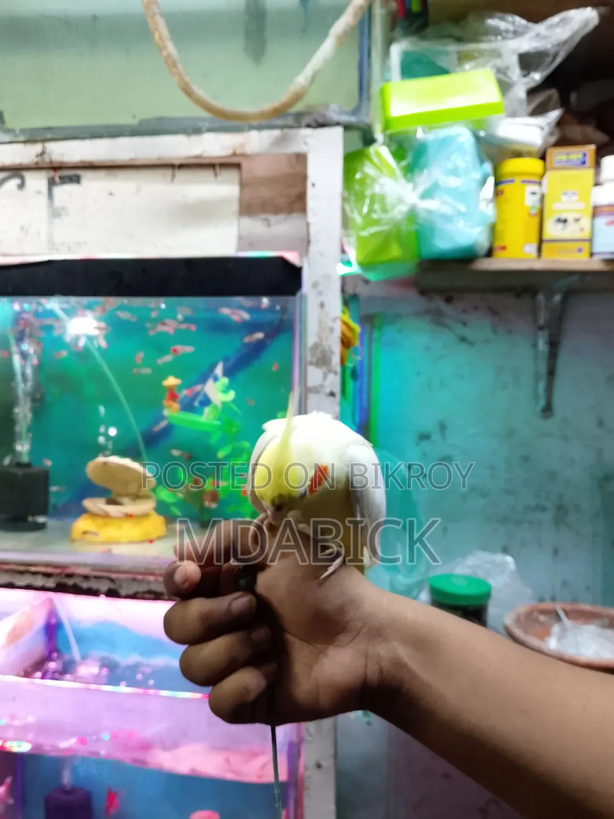 কোকাটেল পাখি