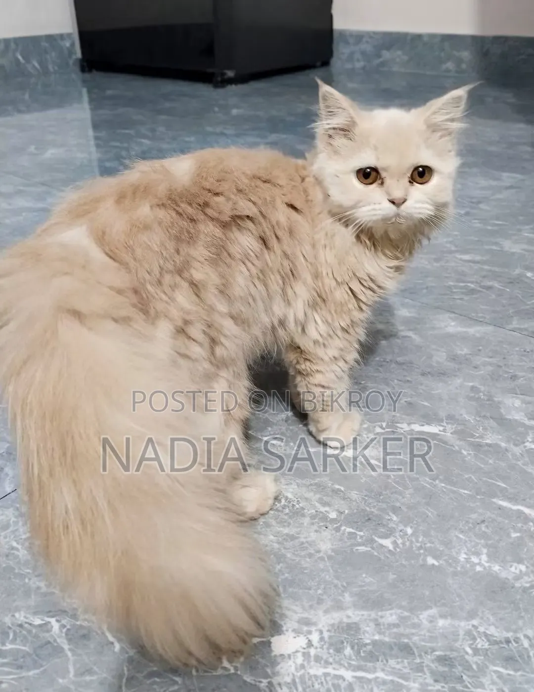 3 to 6 months Female Purebred Persian Cat