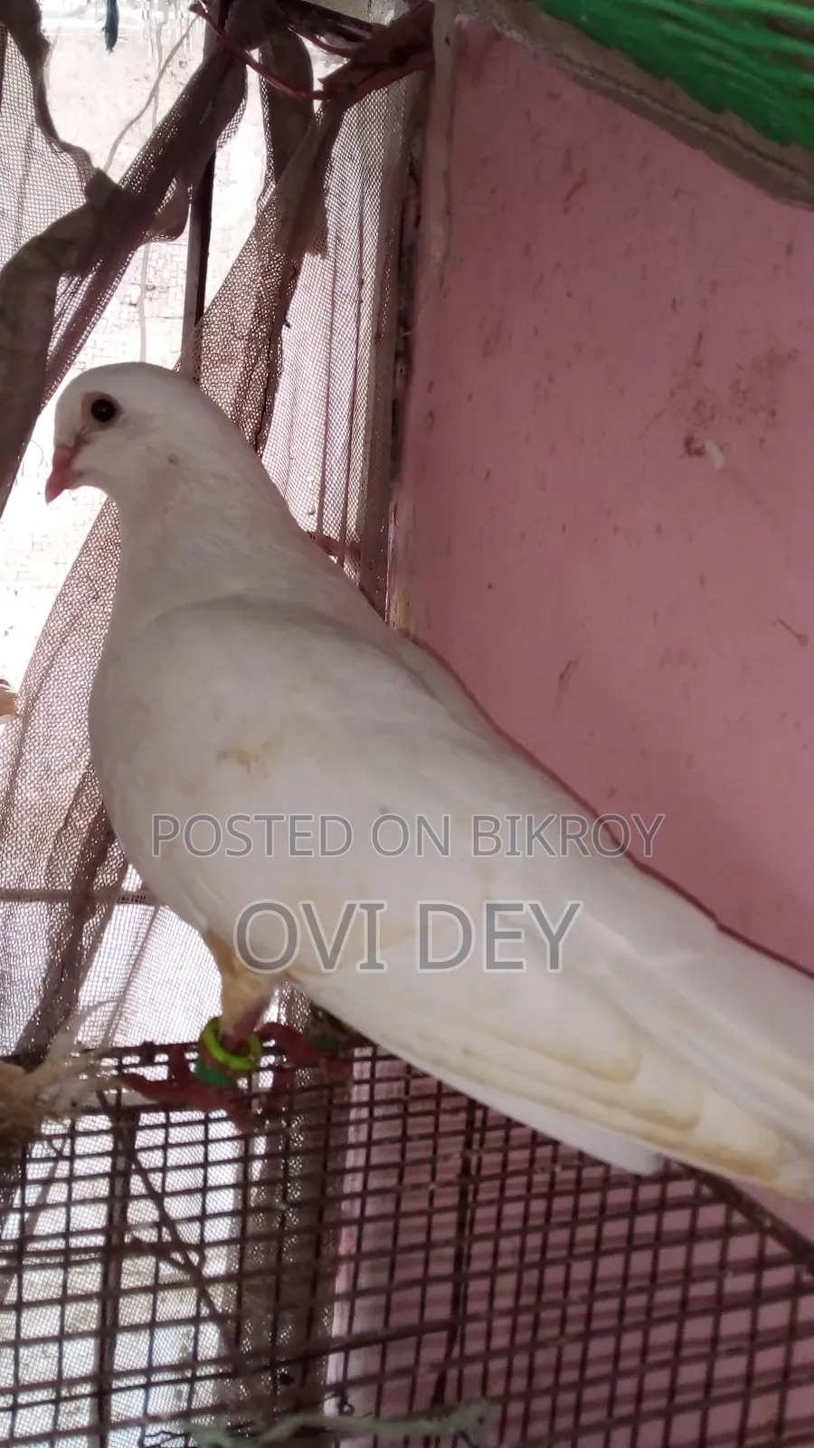 Pigeons Sold at Low Price