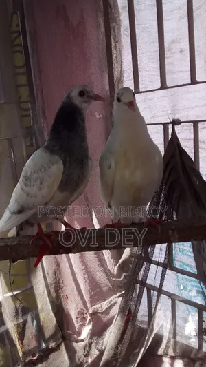 Pigeons Sold at Low Price