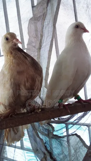 Pigeons Sold at Low Price