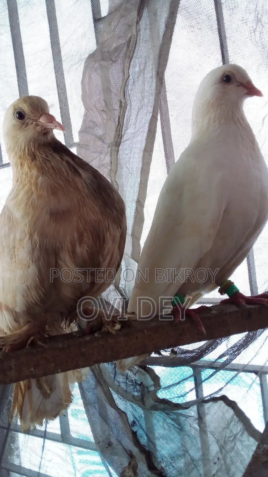 Pigeons Sold at Low Price