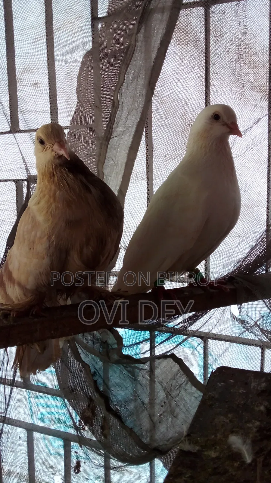 Pigeons Sold at Low Price