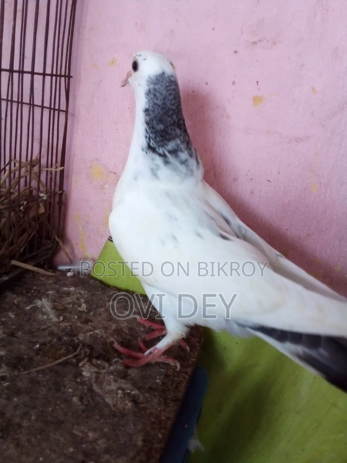 Pigeons Sold at Low Price