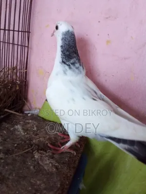 Pigeons Sold at Low Price