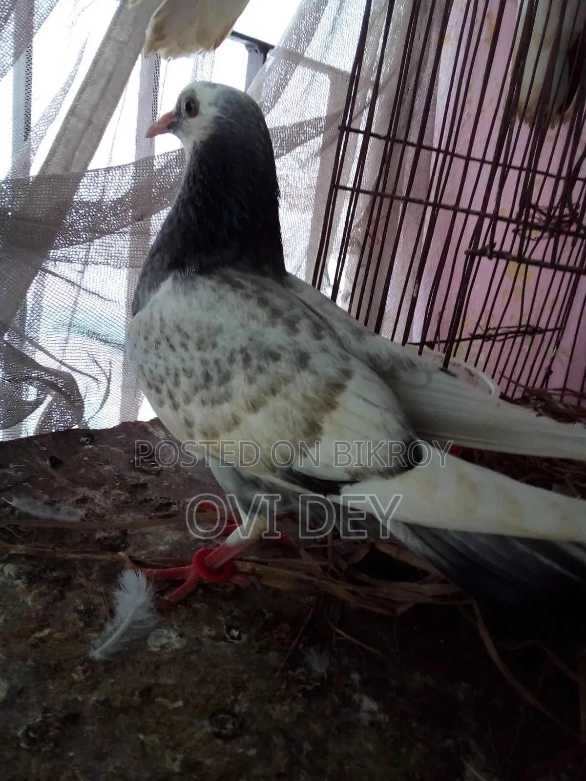 Pigeons Sold at Low Price