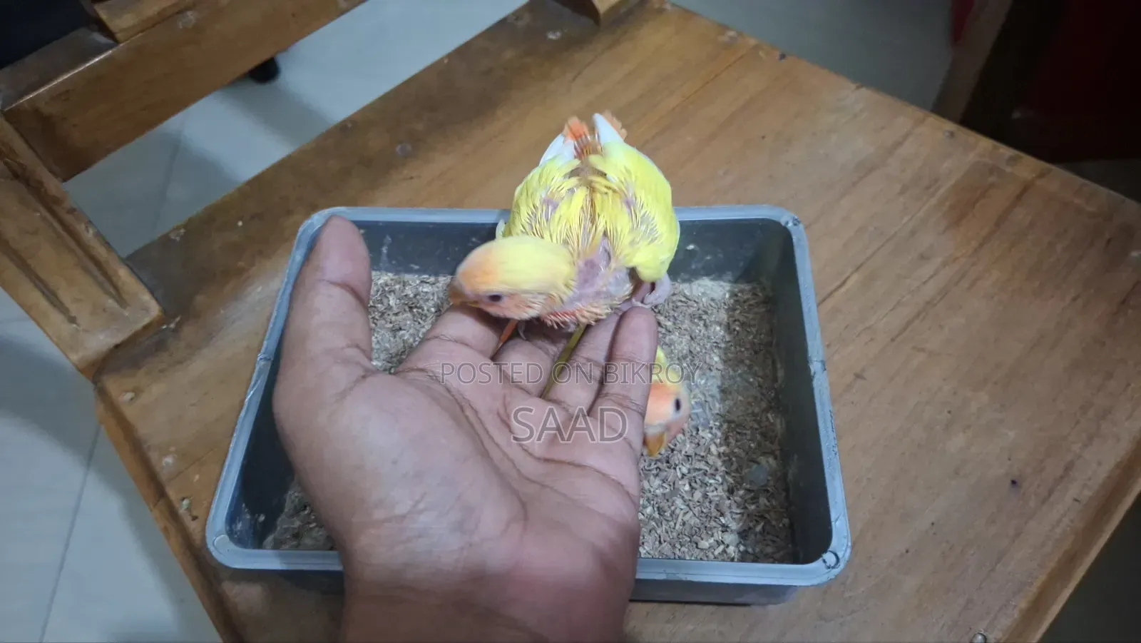লাভ বার্ড টেম সাইজ বেবি সেল করব