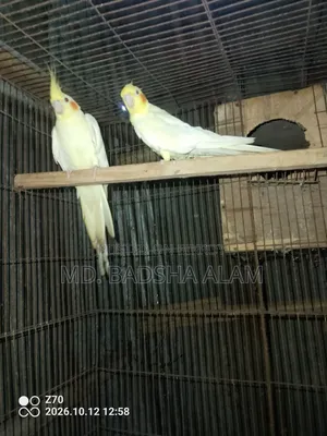 Cockatiel Cockatiel