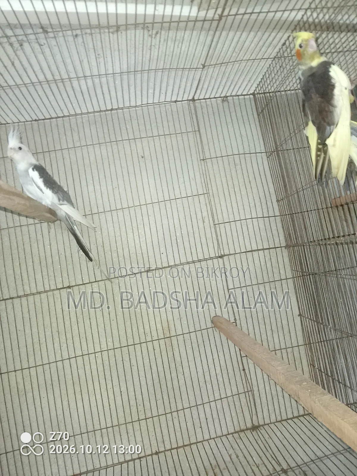 Cocatel কোকাটেল