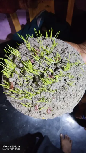 Onion Seeds