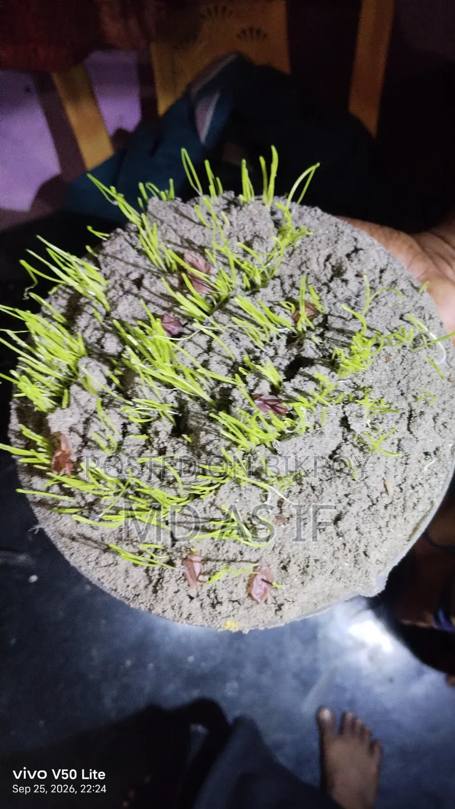 Onion Seeds