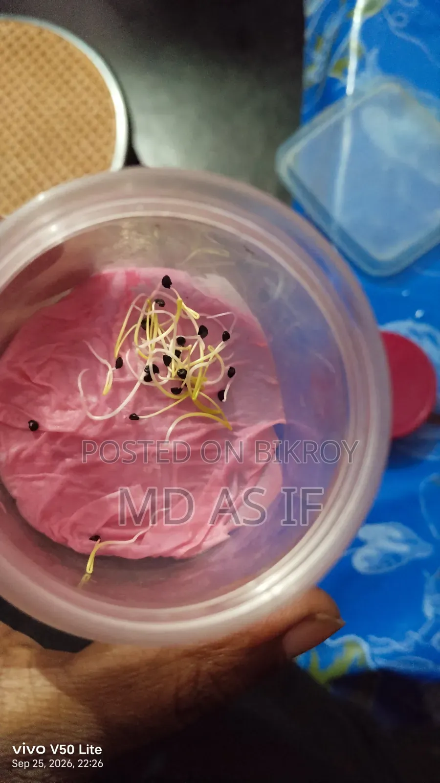 Onion Seeds