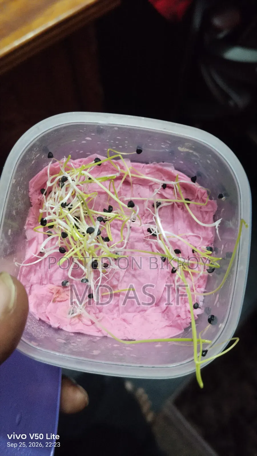 Onion Seeds