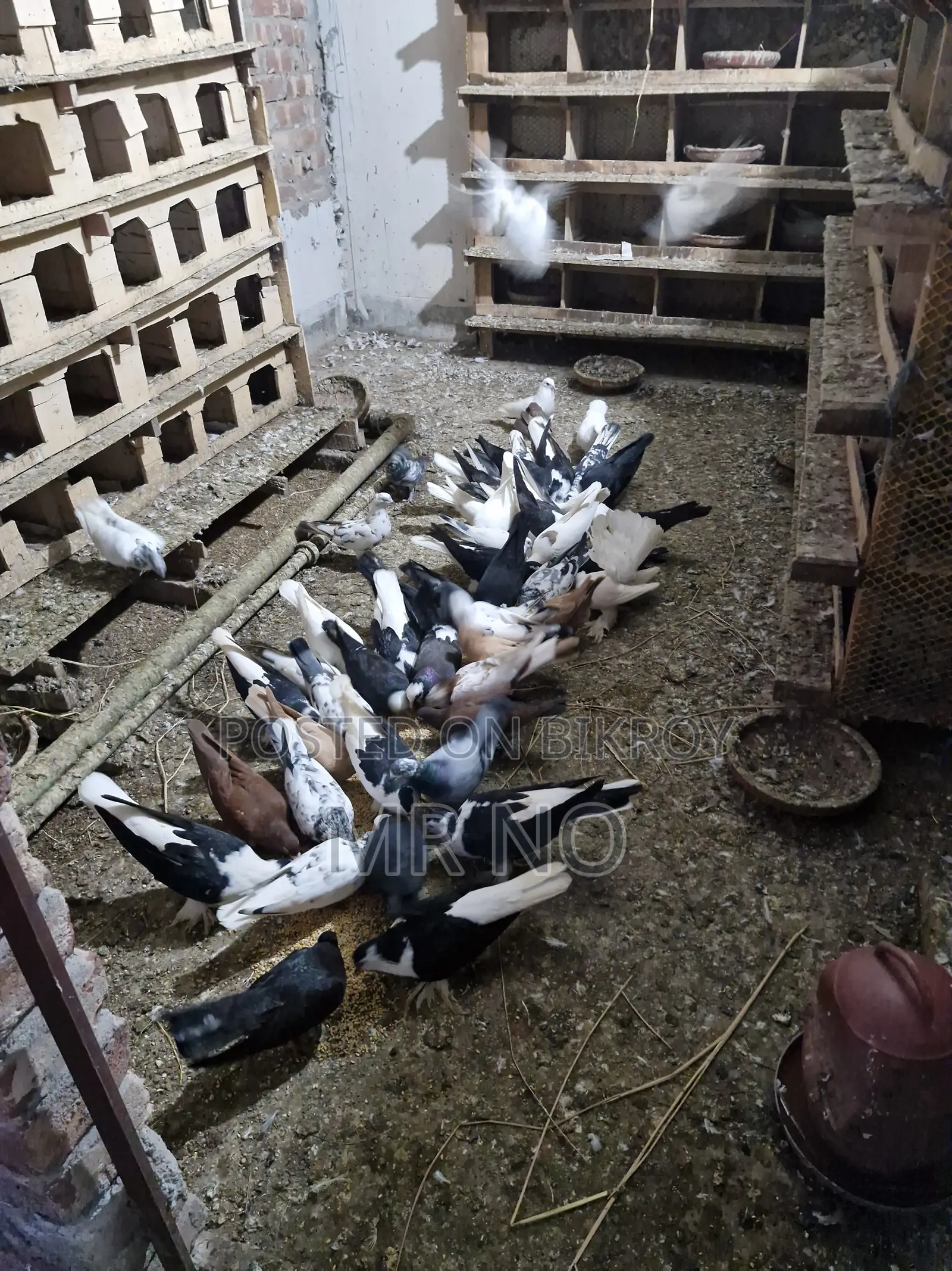 Pigeon Squab