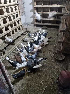 Pigeon Squab