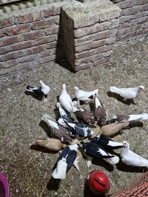 Pigeon Squab