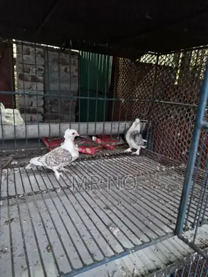 Pigeon Squab