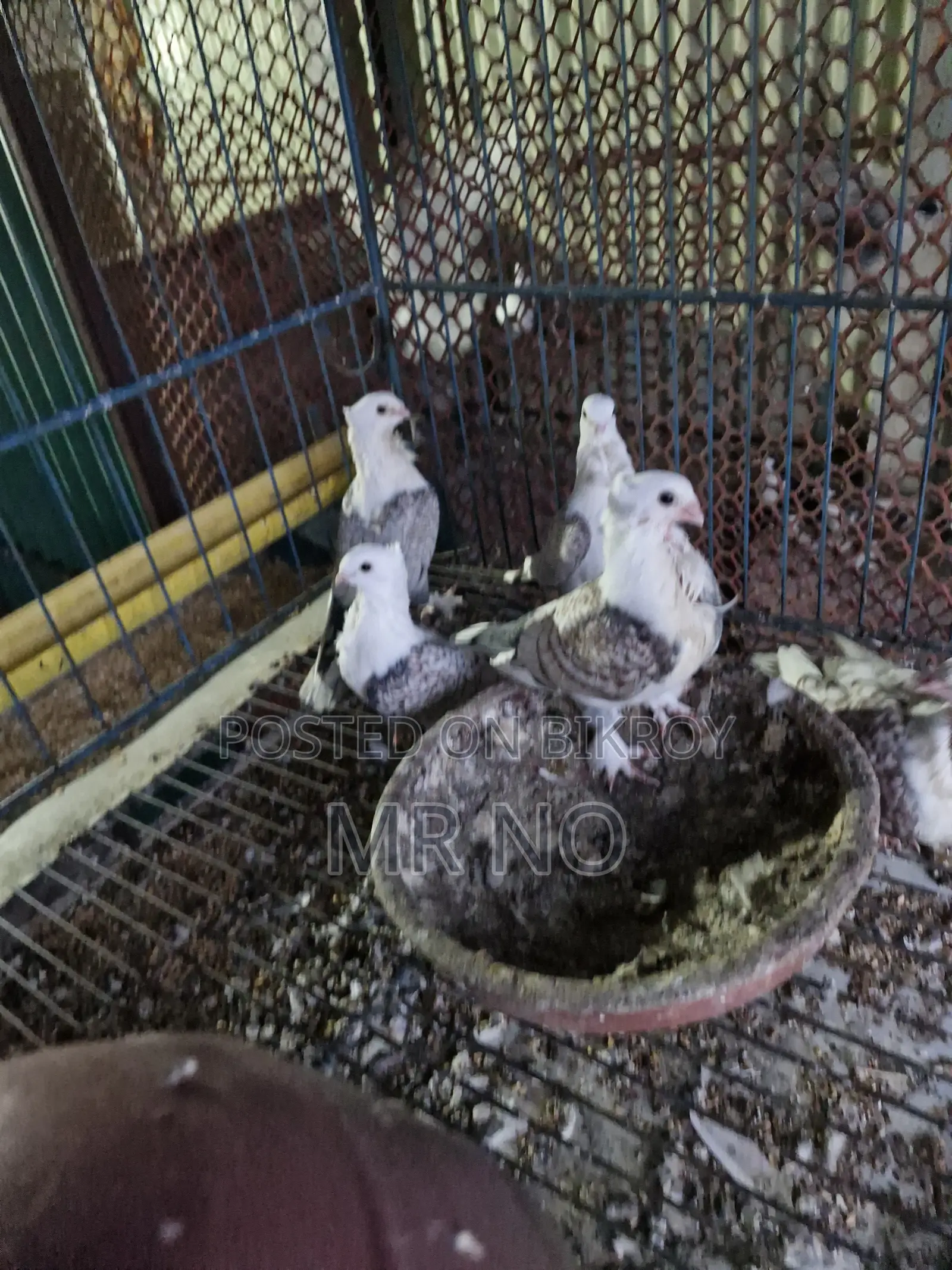Pigeon Squab