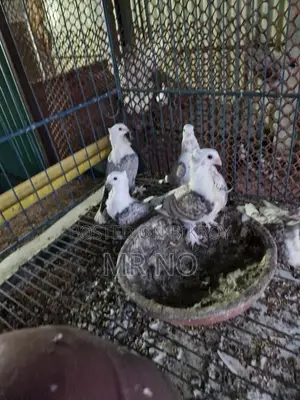 Pigeon Squab