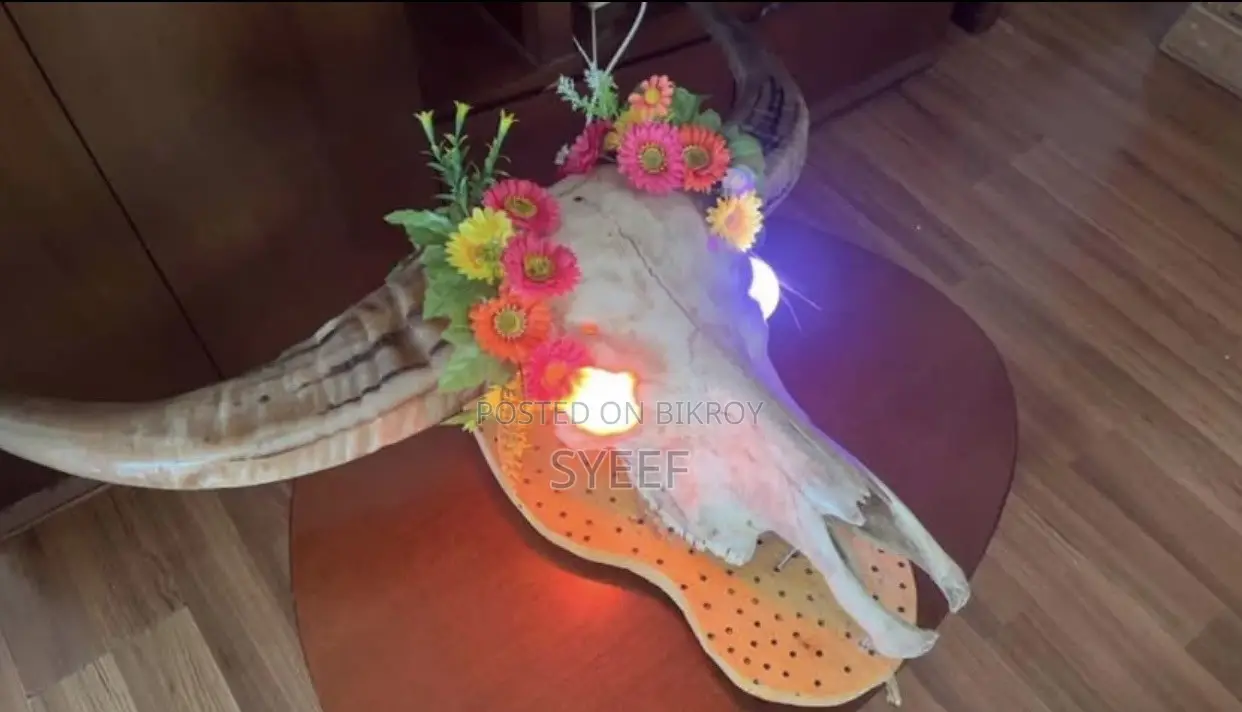 Genuine Alvino Buffalo Skull With RGB Lights – Wall Mount