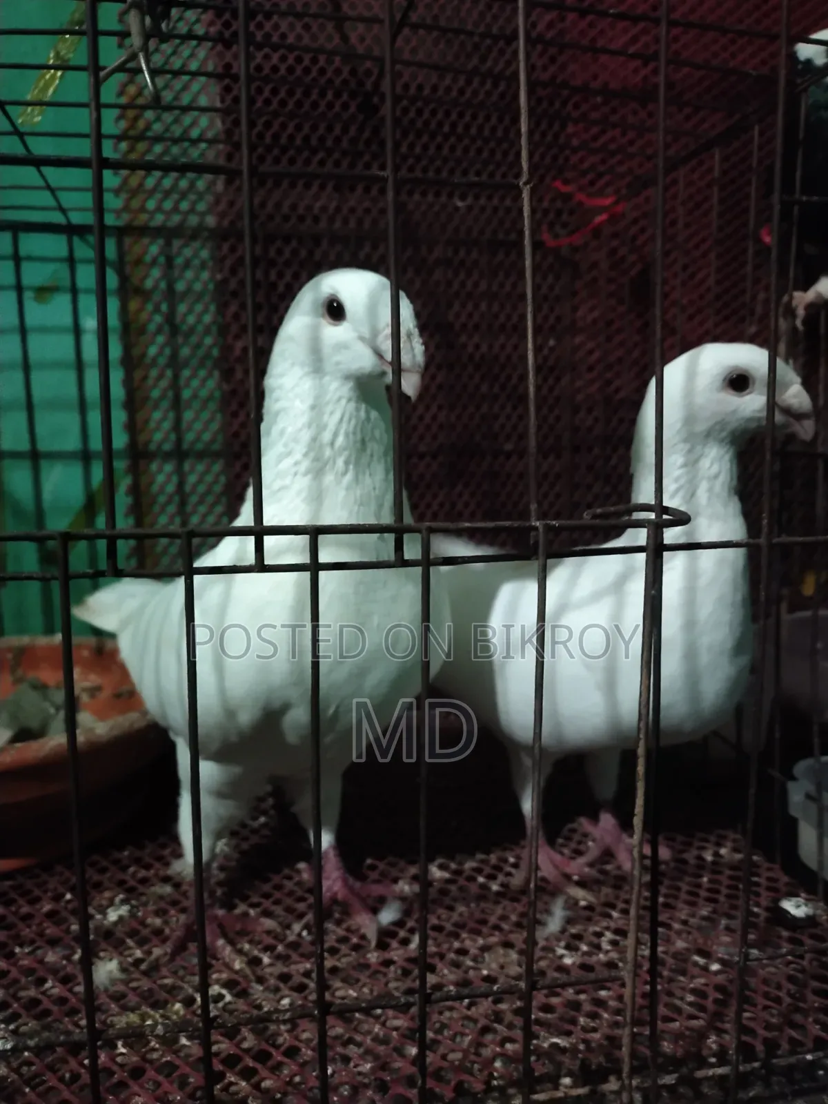 Beauty Pigeon Running