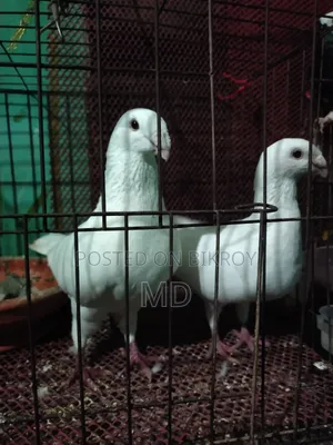 Beauty Pigeon Running