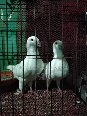 Beauty Pigeon Running