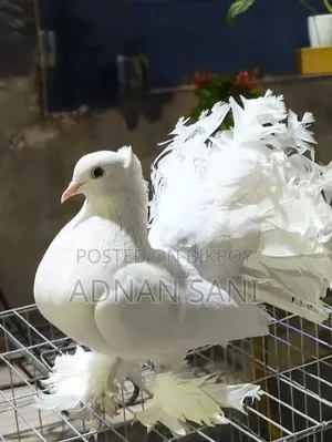 Good Quality Loka Pigeon