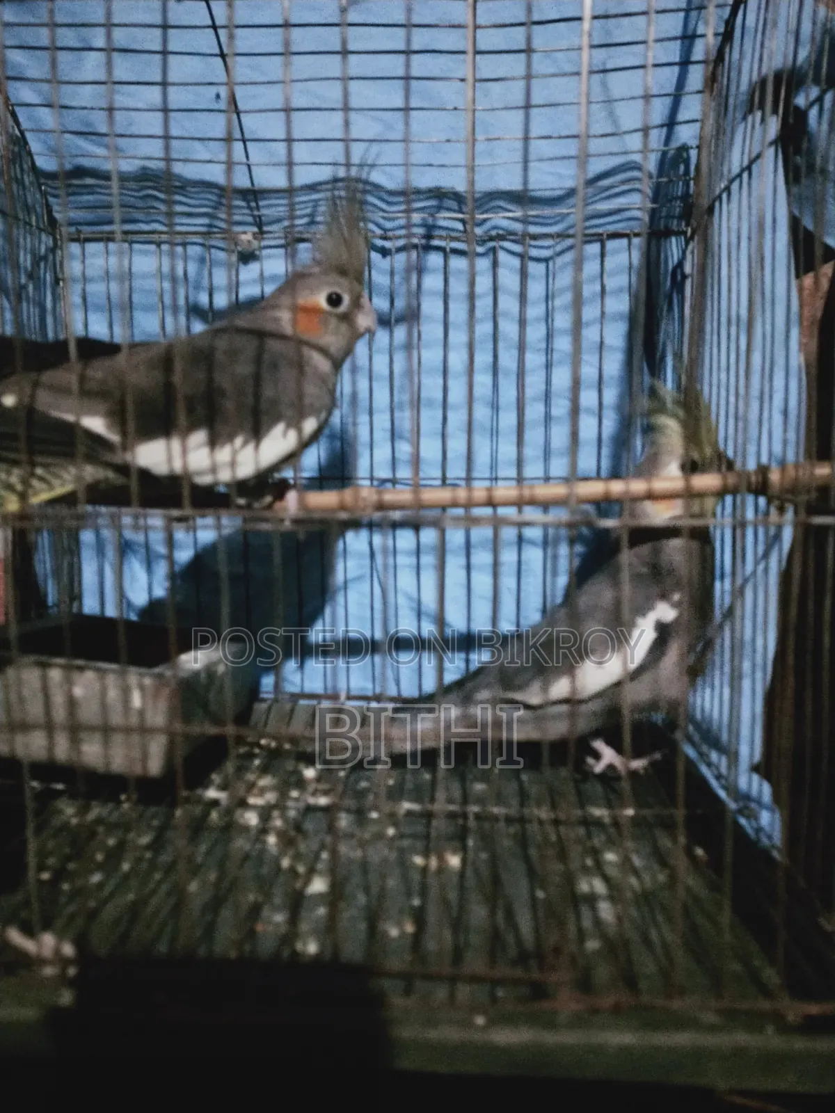 এক জোড়া ককটেল পাখি বিক্রি হবে
