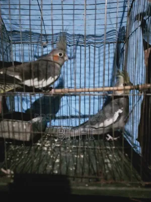 এক জোড়া ককটেল পাখি বিক্রি হবে