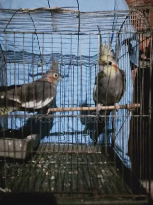 এক জোড়া ককটেল পাখি বিক্রি হবে