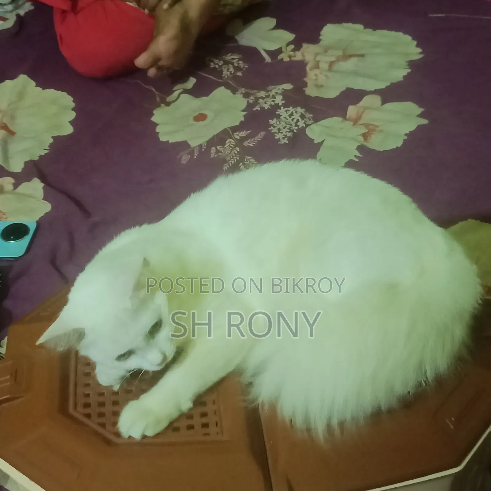 6-12 months Female Mixed Breed Persian