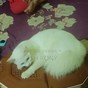 6-12 months Female Mixed Breed Persian