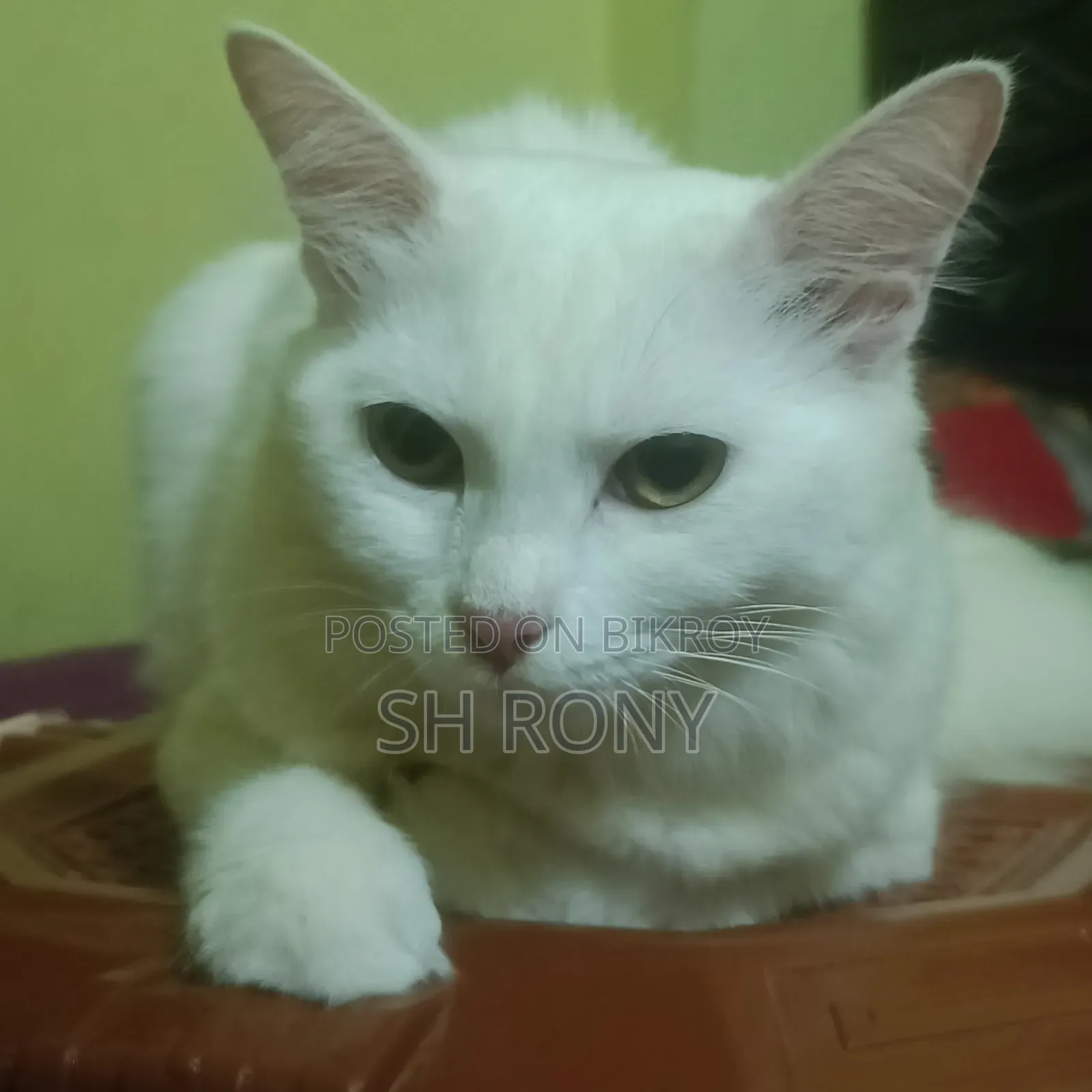 6-12 months Female Mixed Breed Persian