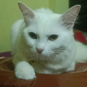 6-12 months Female Mixed Breed Persian