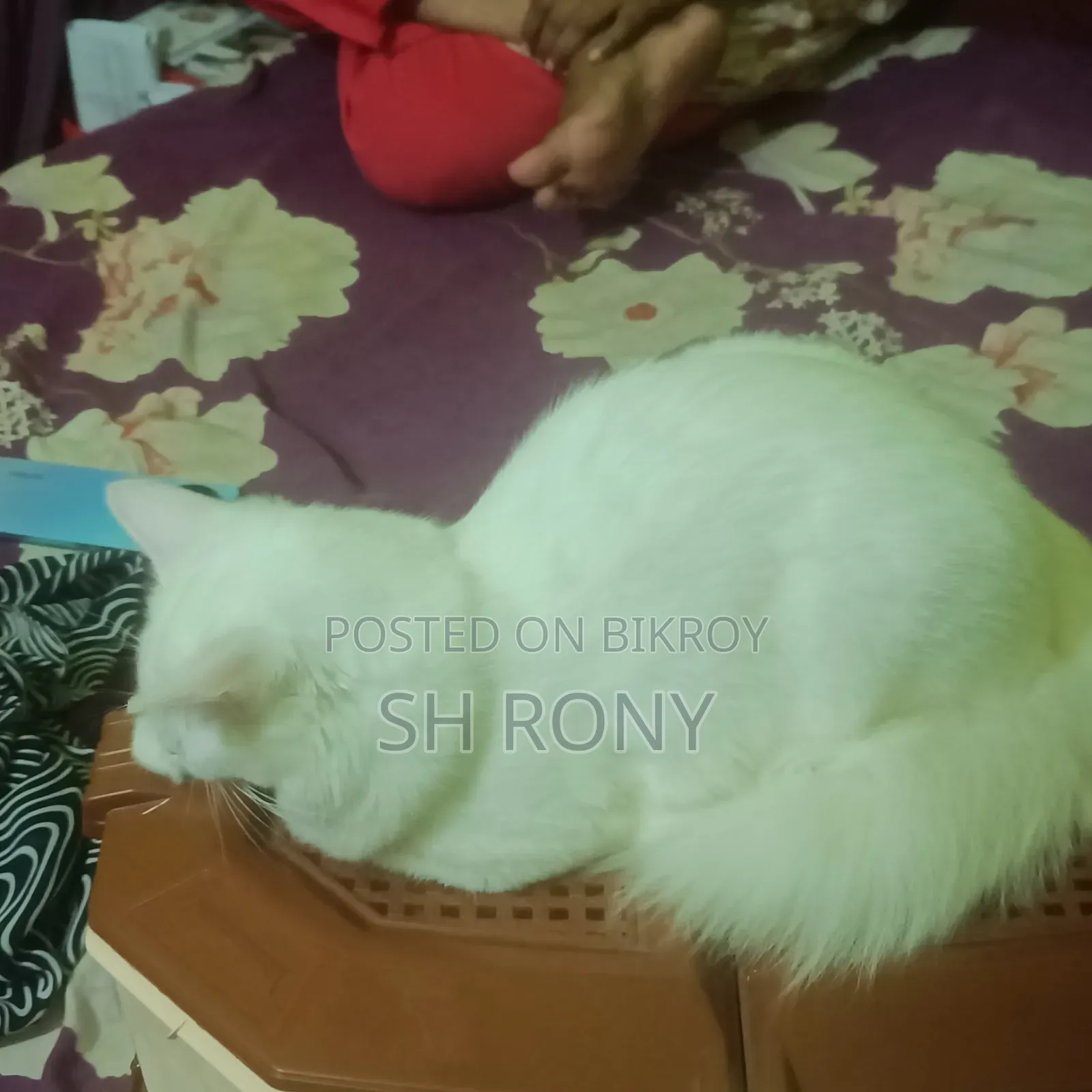 6-12 months Female Mixed Breed Persian