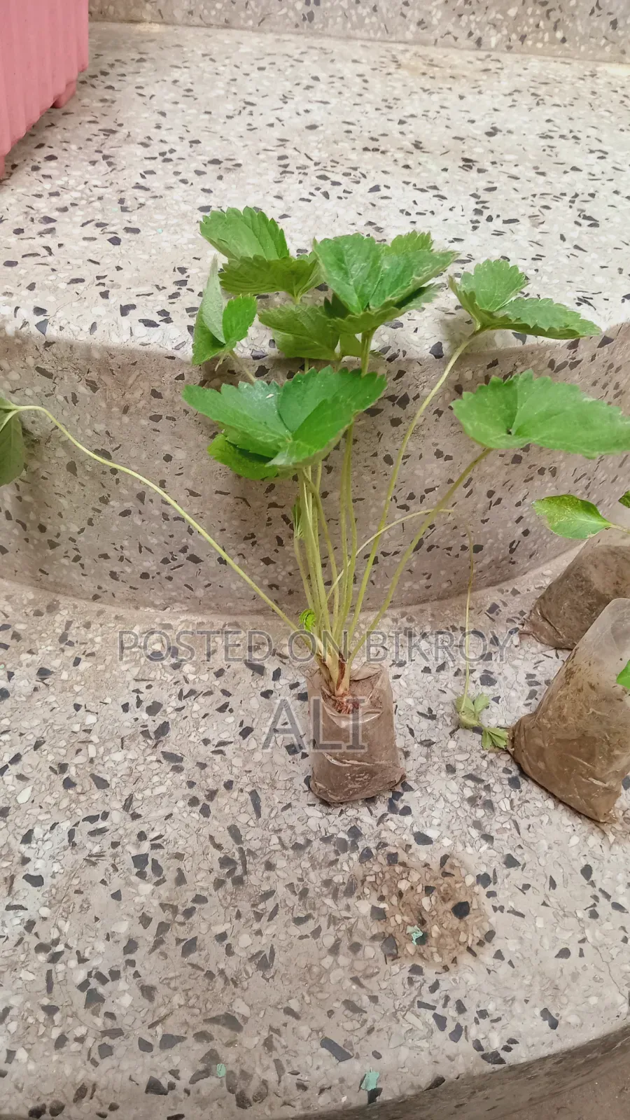 রাবি ৩ স্ট্রবেরি