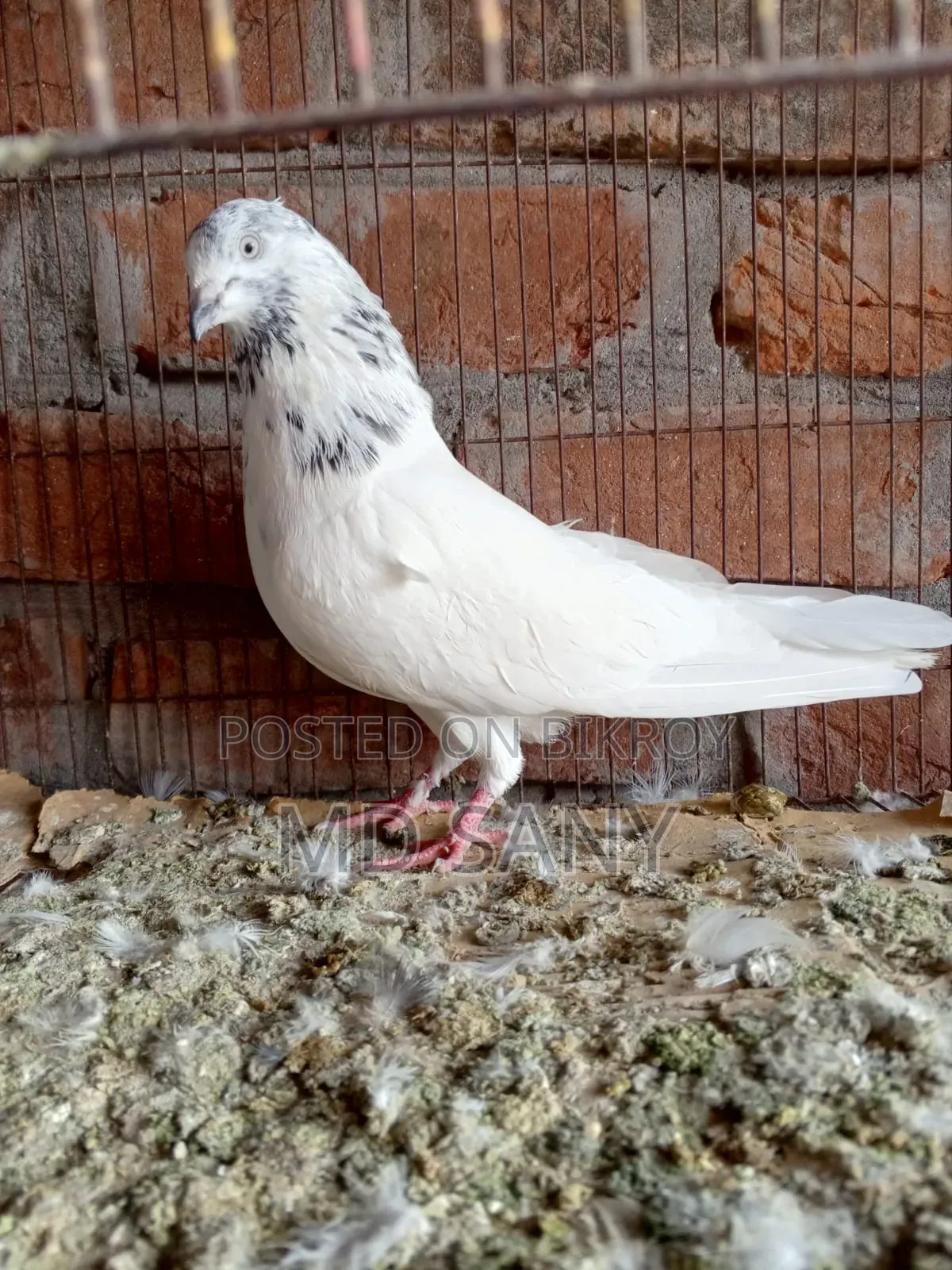 Golai Red Male Pigeon