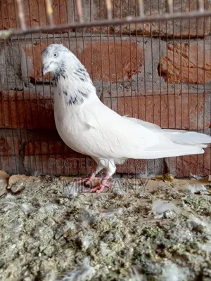 Golai Red Male Pigeon