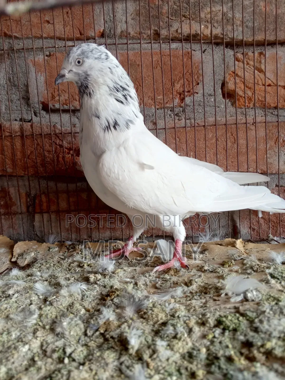Golai Red Male Pigeon