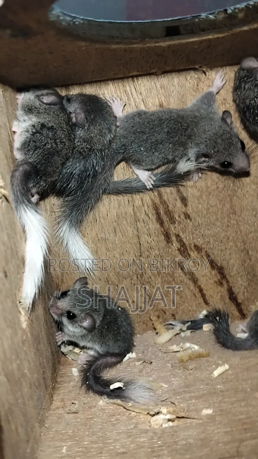Micro-Squirrel Pair