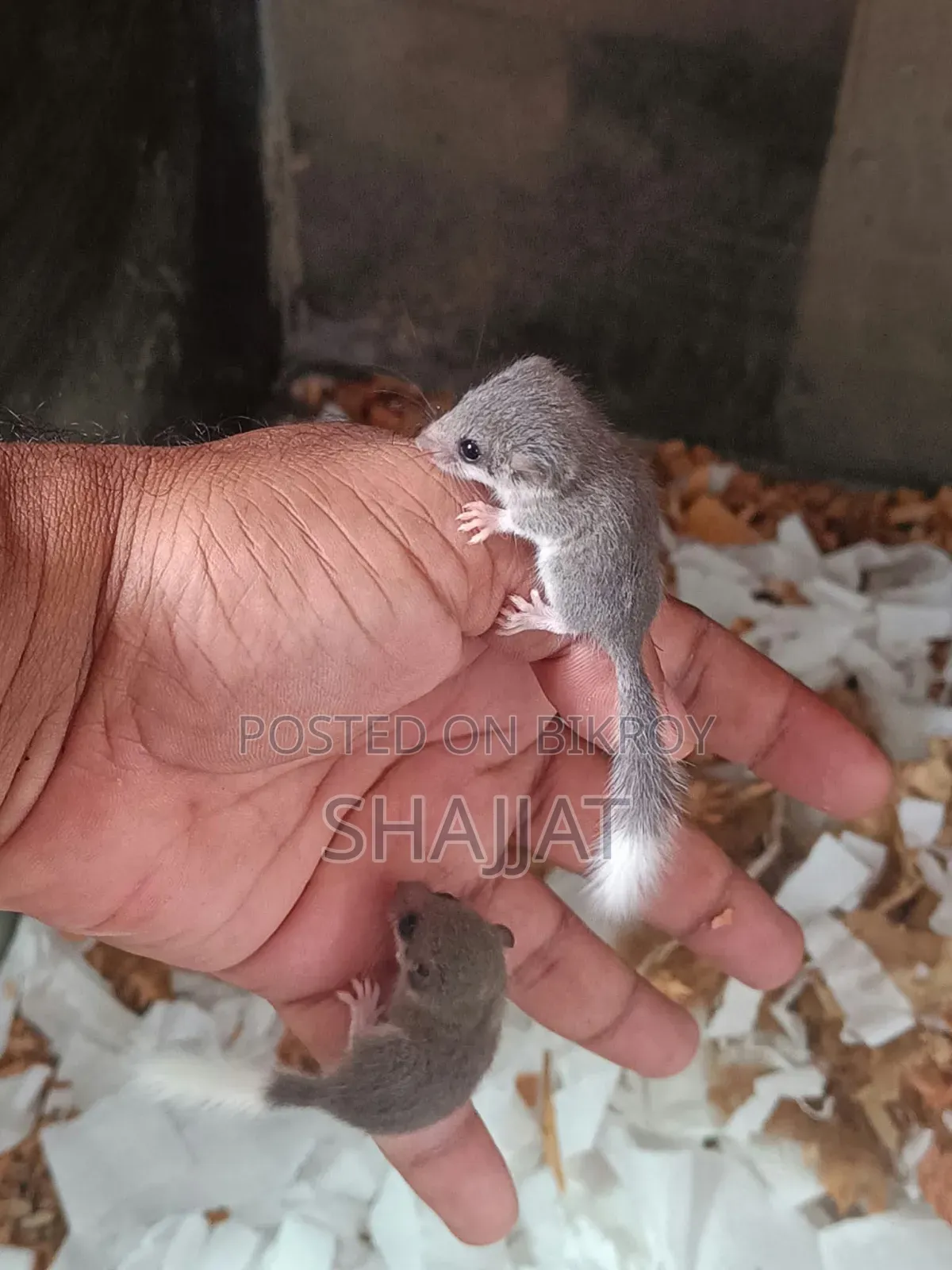 Micro-Squirrel Pair