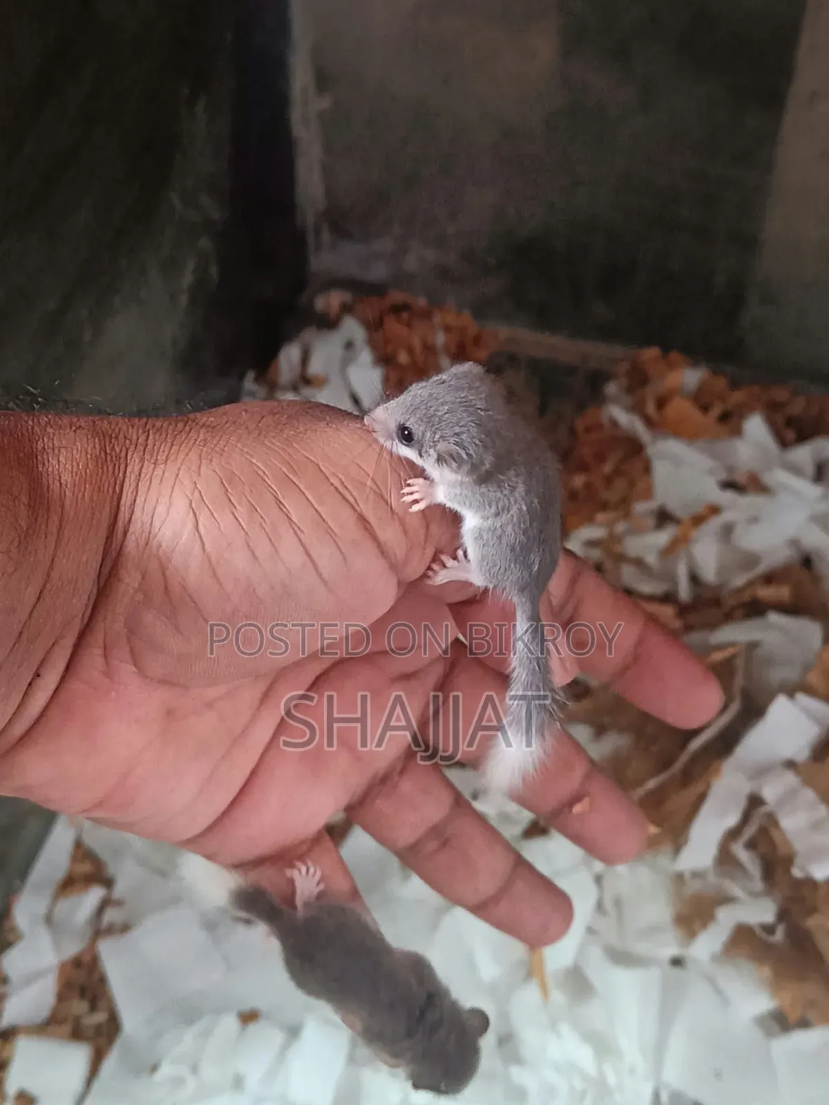 Micro-Squirrel Pair
