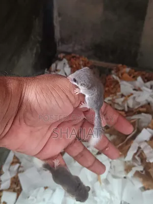 Micro-Squirrel Pair