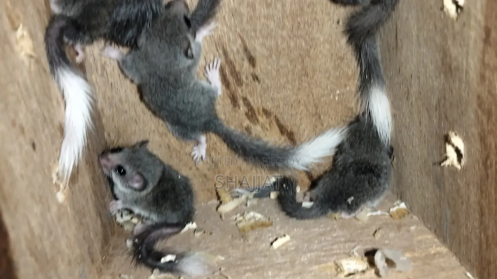 Micro-Squirrel Pair