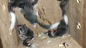 Micro-Squirrel Pair
