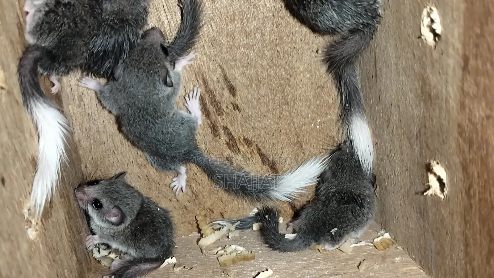 Micro-Squirrel Pair