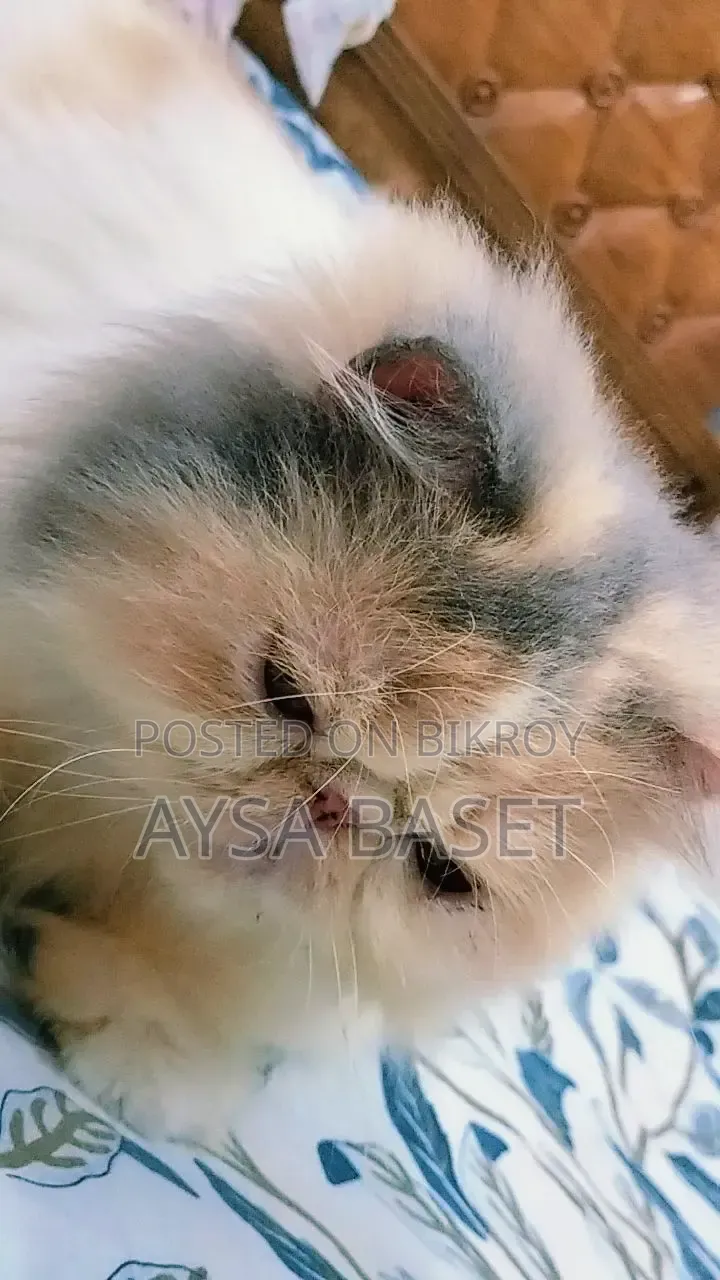 1+ year Female Purebred Exotic